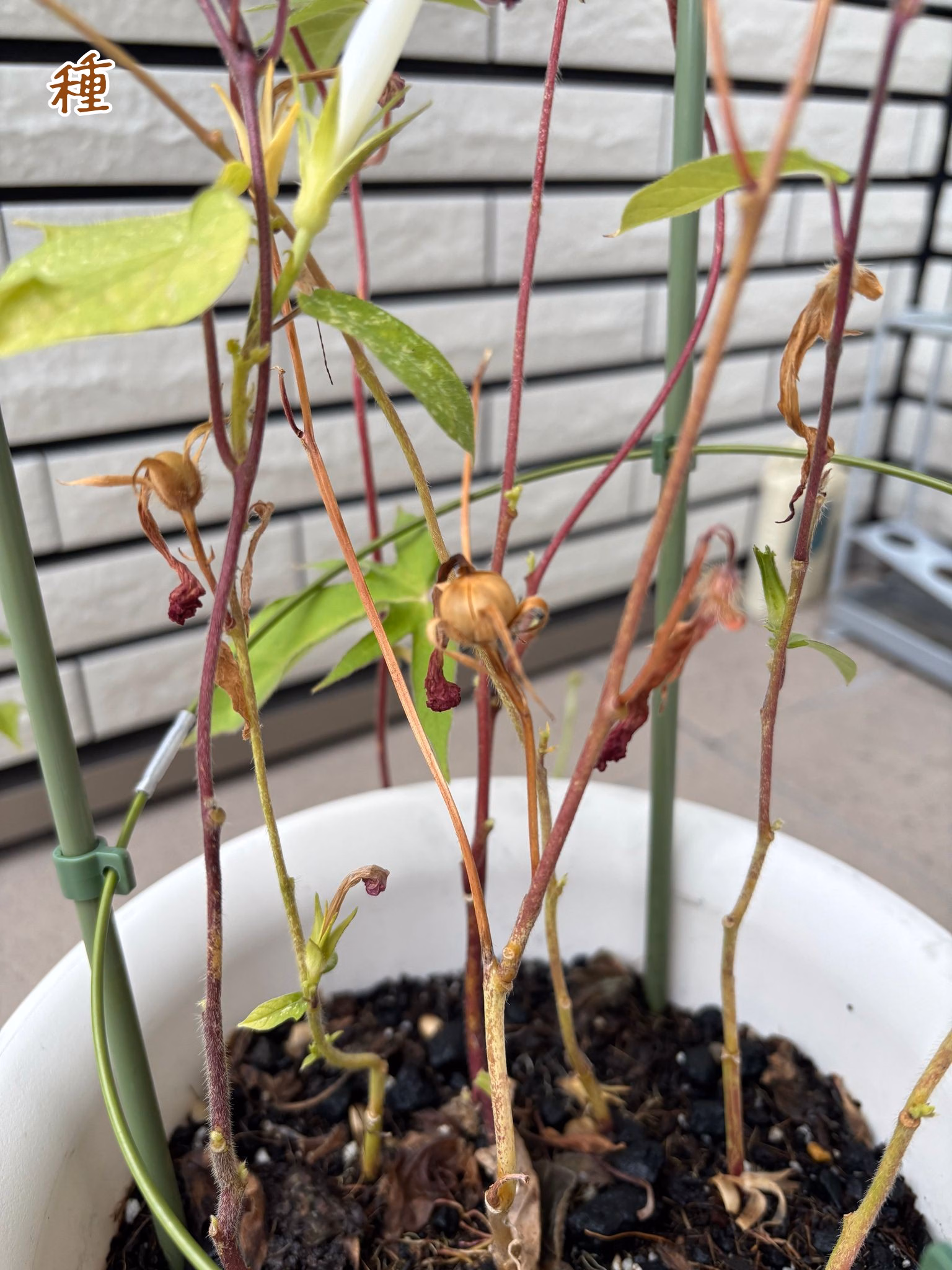 種