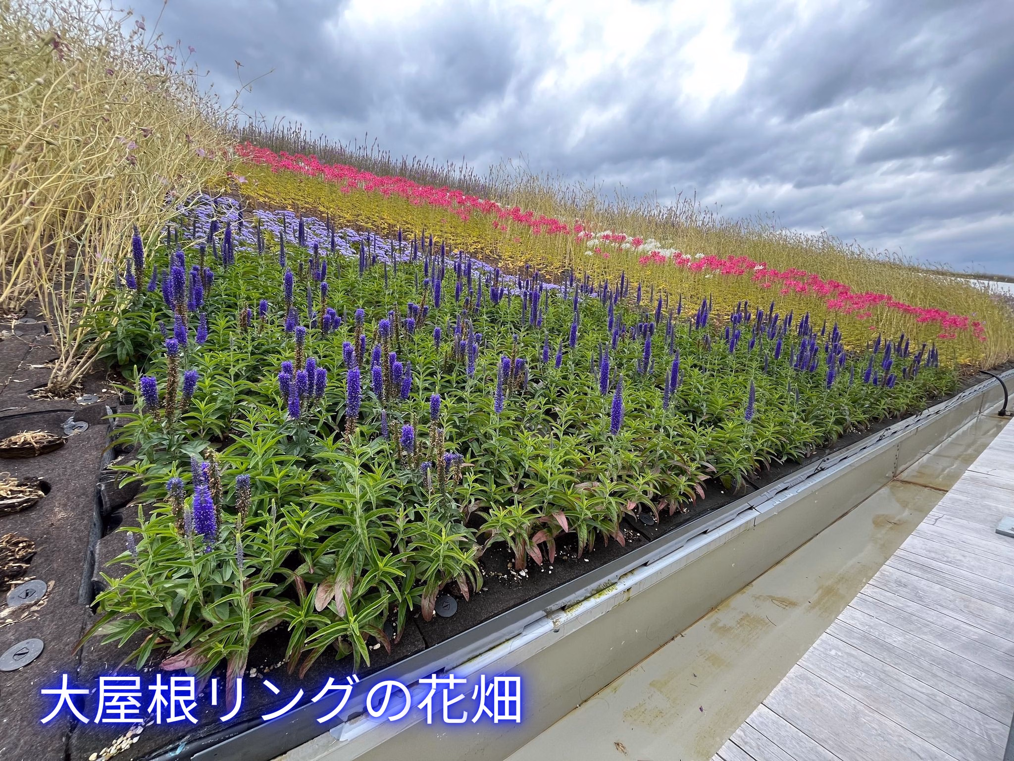大屋根リングの花畑