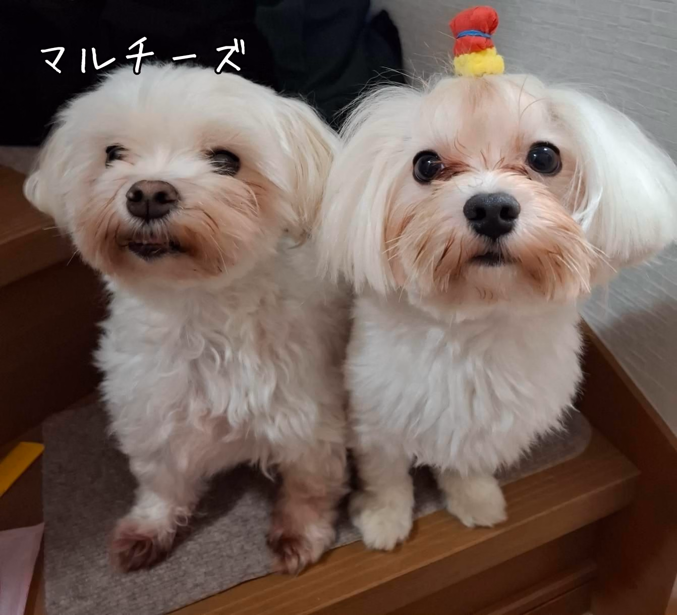 マルチーズ